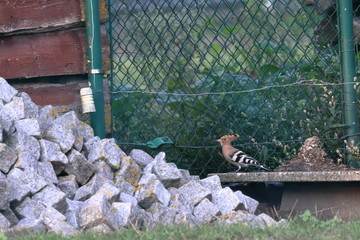 hoopoe