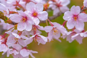 Obraz na płótnie Canvas Close-up full bloom beautiful pink cherry flowers ( sakura ) over the garden in springtime sunny day, with soft green blur natural background.