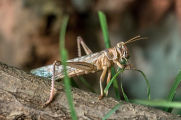 Closeup of a Meadow Grasshopper - Chorthippus parallelus - eating green grass.