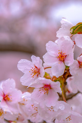 Close-up full bloom beautiful pink cherry flowers ( sakura ) over the garden in springtime sunny day, with soft blur natural background.