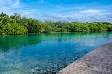 Mangrove landscape at Cancun, Mexico