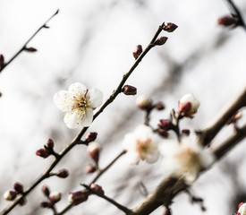 Blooming Plum Blossoms