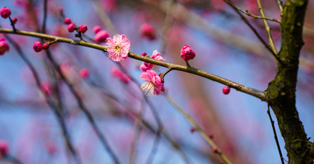 Blooming Plum Blossoms