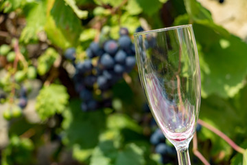 The empty wine glass on a background of blue grapes on a vineyard.