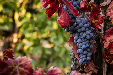 Ripe red wine grapes on the vine in the vineyard before harvest - obrazy, fototapety, plakaty
