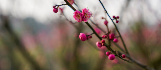 Blooming Plum Blossoms