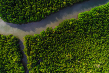 Green tropical mangrove forest with boat way