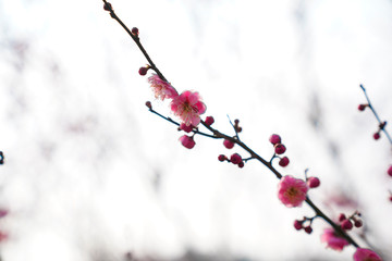 Blooming Plum Blossoms