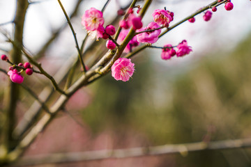 Blooming Plum Blossoms