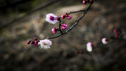 Blooming Plum Blossoms
