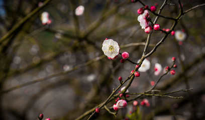 Blooming Plum Blossoms