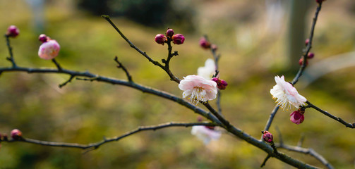 Blooming Plum Blossoms