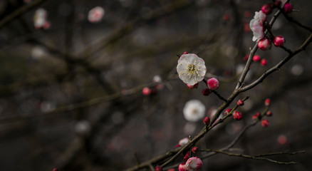 Blooming Plum Blossoms