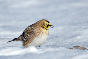 Horned lark standing in snowy field.