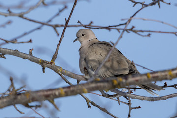 Eurasian dove in the tree.