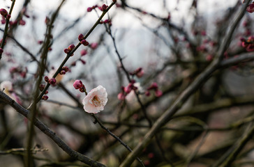 Blooming Plum Blossoms