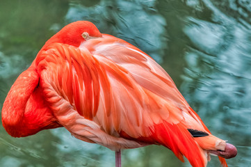 Flamingo