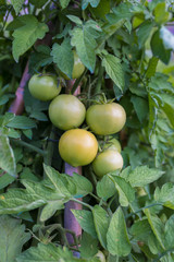 Organic green tomato plant in the greenhouse or garden.