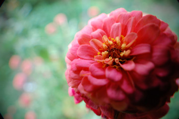 Macro shot of a zinnia flower.