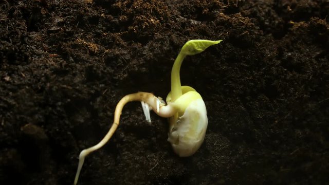 Germinating Seed Growing in Ground Agriculture Spring Timelapse