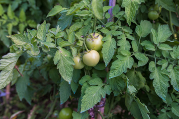 Organic green tomato plant in the greenhouse or garden.
