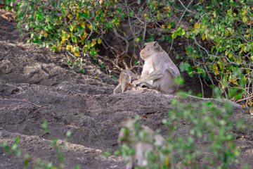 Wild macaque sitting on a rock under a tree in a national park
