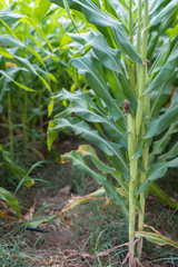 Corn Field Plants in Food Farm