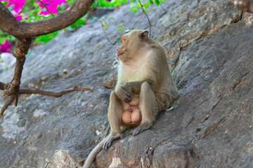 A macaque male with big balls testicles sits on a rock under a tree.