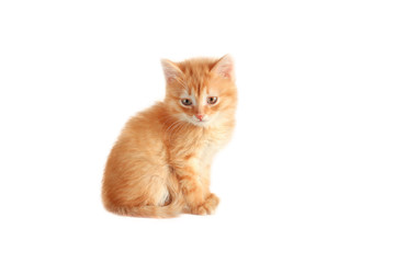  little fluffy red kitten on a white background
