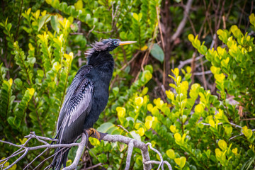 A Male Anhinga in Everglades National Park, Florida