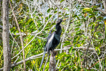 A Male Anhinga in Everglades National Park, Florida