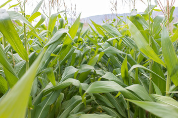 Corn Field Plants in Food Farm