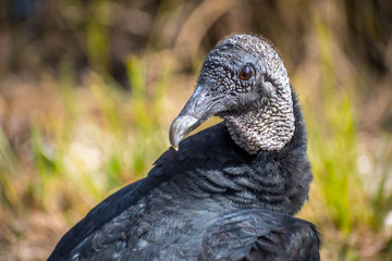 A Black Vulture in Everglades National Park, Florida