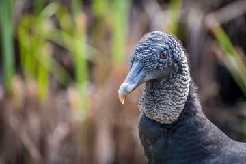 A Black Vulture in Everglades National Park, Florida