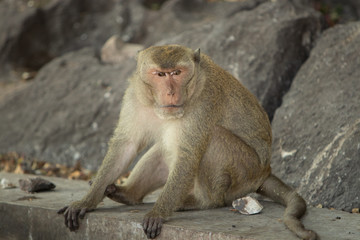 A wild macaque sits by the rock on the road in a national park.