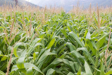 Corn Field Plants in Food Farm