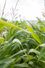 Obraz premium Corn Field Plants in Food Farm