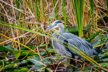 A Great Blue Heron in Everglades National Park, Florida