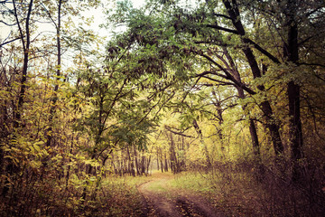 Fototapeta na wymiar Landscape dirt forest road in autumn