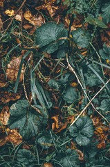 autumn leaves background