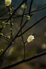 Prunus mume Sieb
