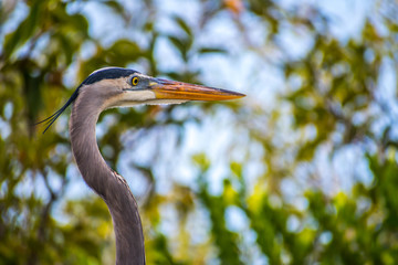 A Great Blue Heron in Everglades National Park, Florida