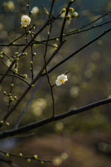 Prunus mume Sieb