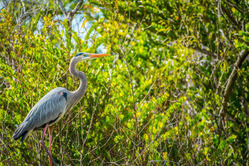 A Great Blue Heron in Everglades National Park, Florida