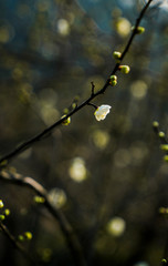 Prunus mume Sieb
