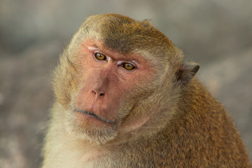 Two macaques play on the rockk in a national park