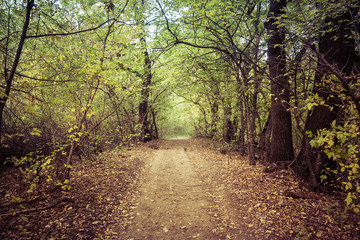 Obraz premium Landscape dirt forest road in autumn