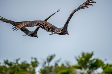 Fototapeta premium A large Turkey Vulture in Everglades National Park, Florida