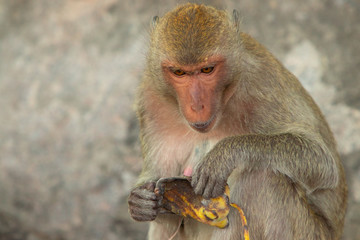 Two macaques play on the rockk in a national park
