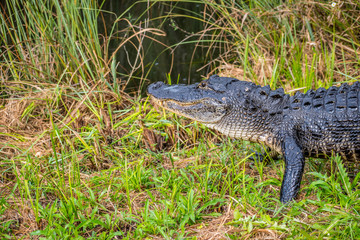A large American Alligator in Everglades National Park, Florida